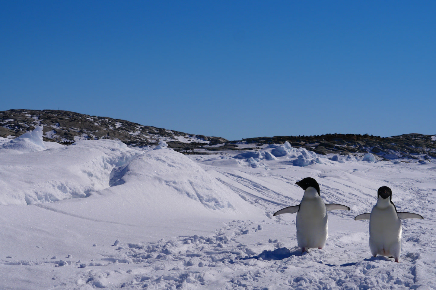 Across the White | Antarctica