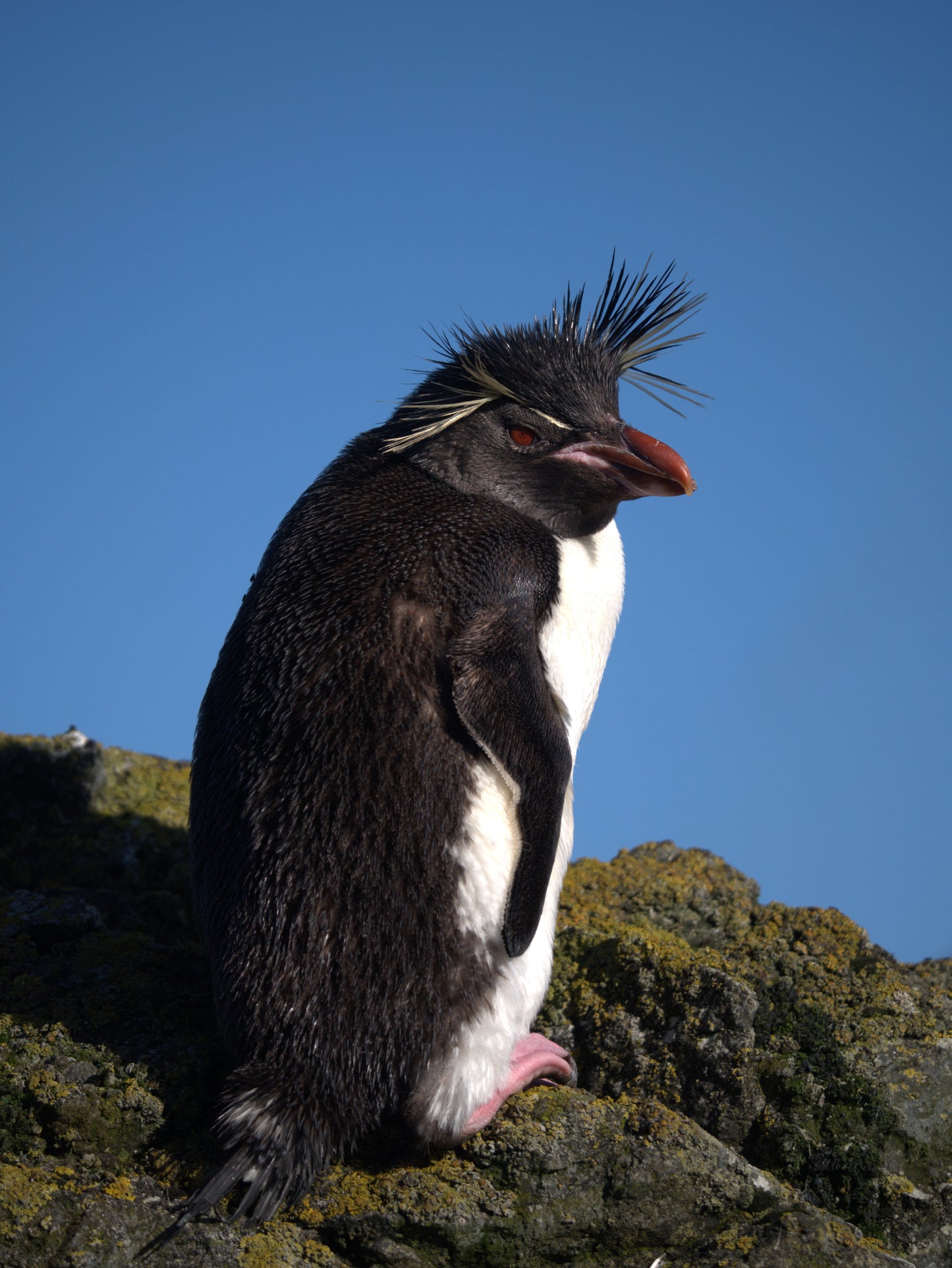 Born to Stand Out | Antarctica