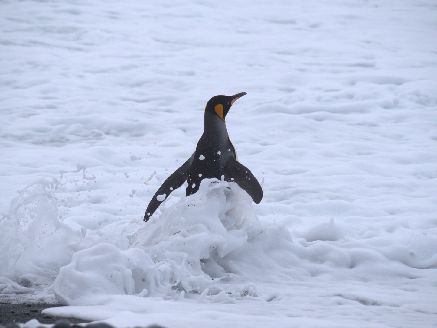 Breaking Through | Antarctica