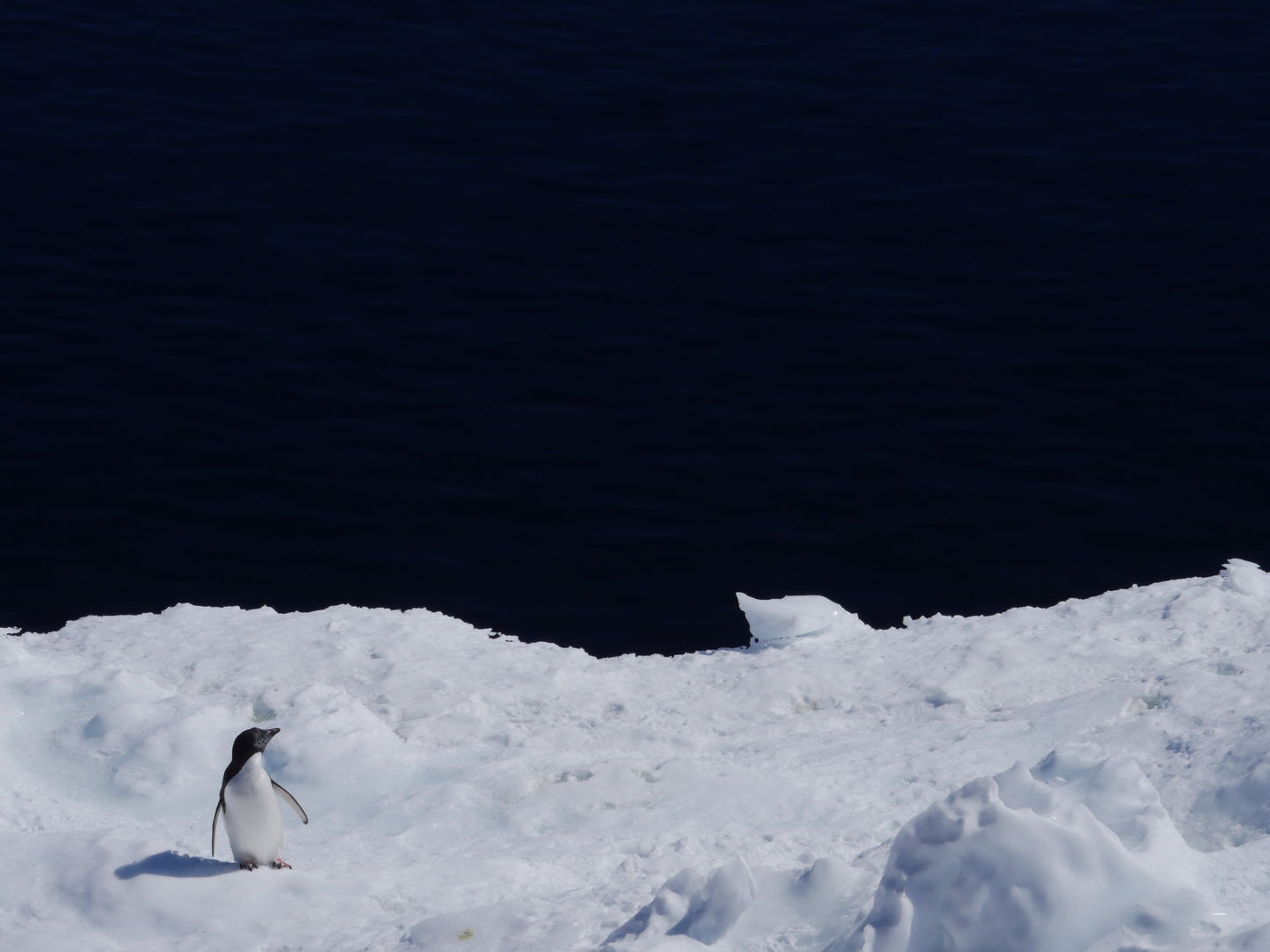 Edge of the Ice | Antarctica