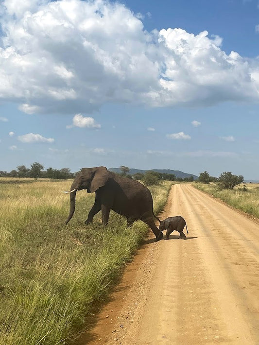New Generations | Serengeti