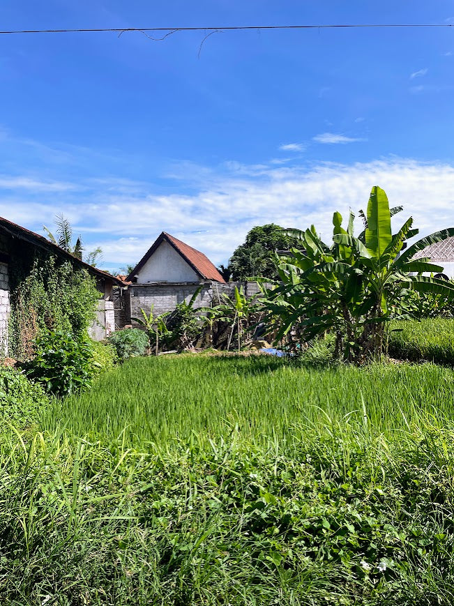 Traditional home on tropical island with wheat grass and banana tress growing