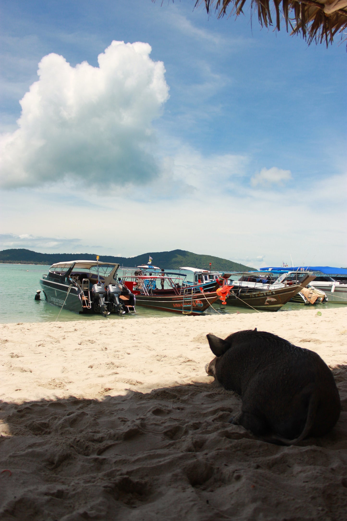 A Pigs Tale | Thailand