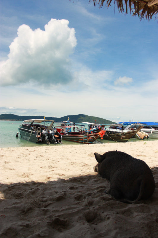 A Pigs Tale | Thailand