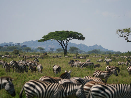 Great migration africa photos