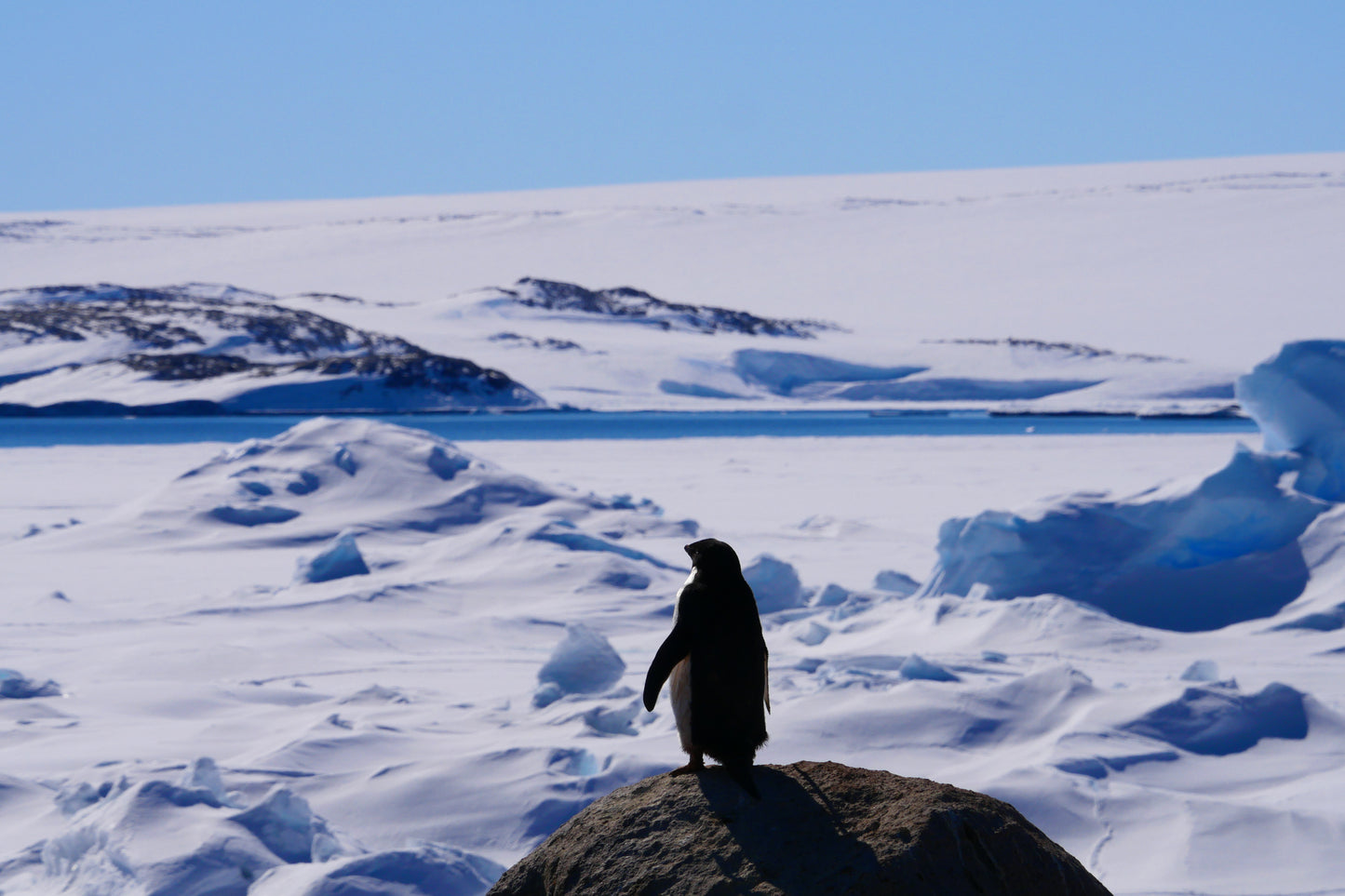 Solitary | Antarctica