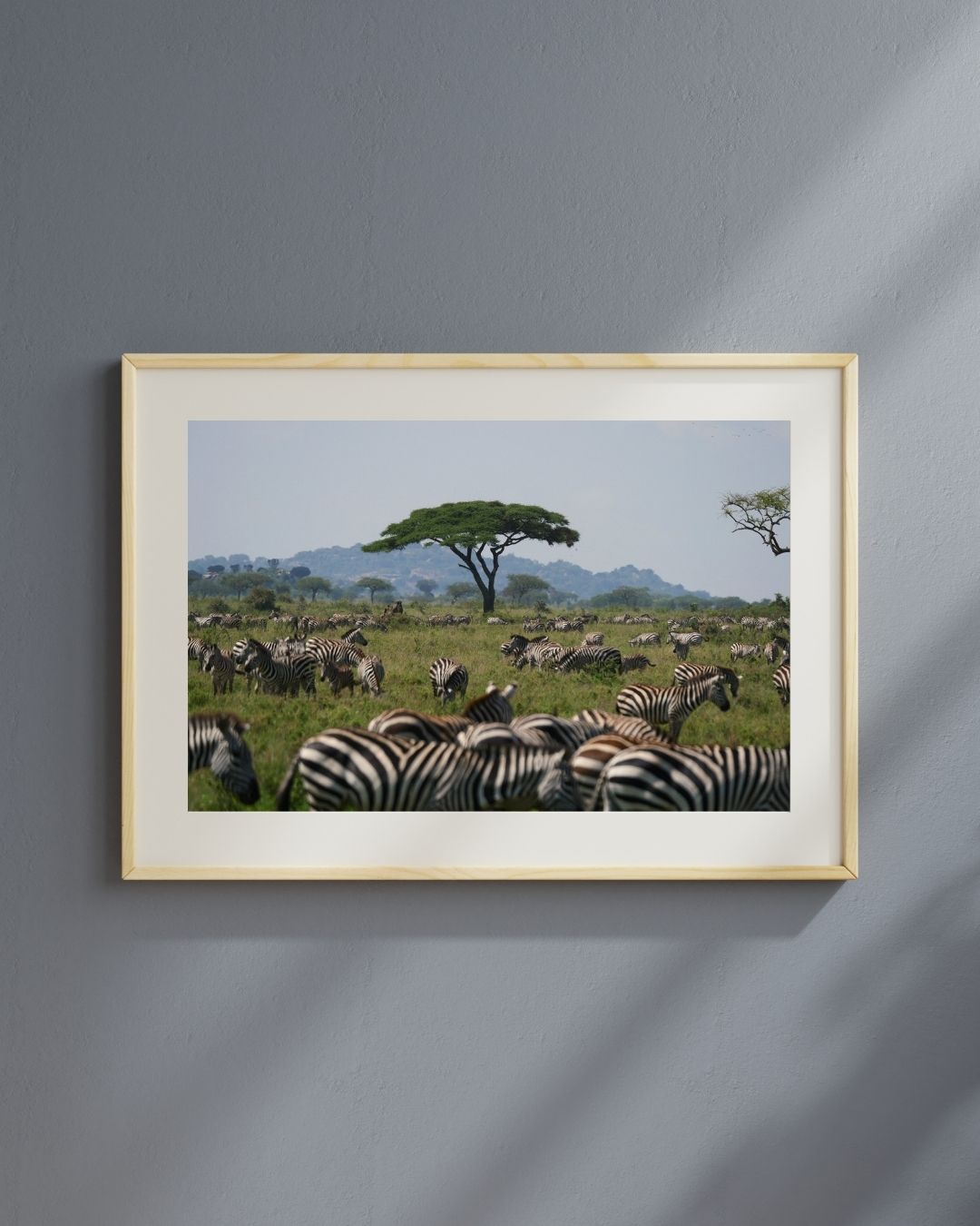 Zebra africa photo