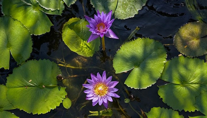 Heron and Water Lilies: A Symbol of Thailand’s Natural Harmony