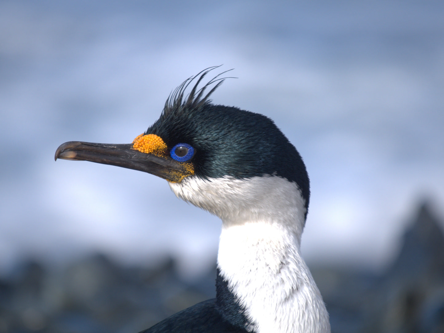 A Study in Blue | Antarctica