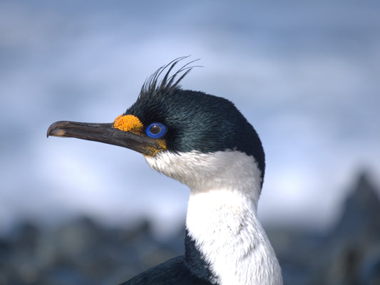 A Study in Blue | Antarctica