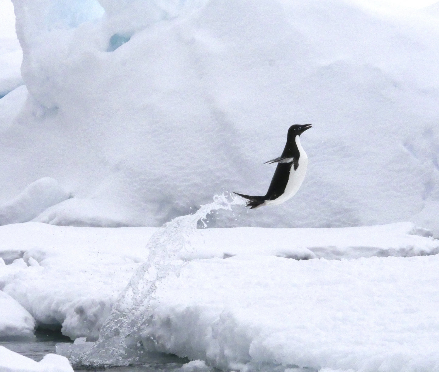 A World Below | Antarctica