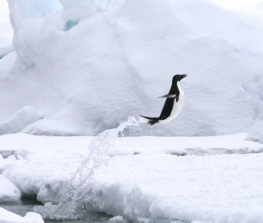 A World Below | Antarctica