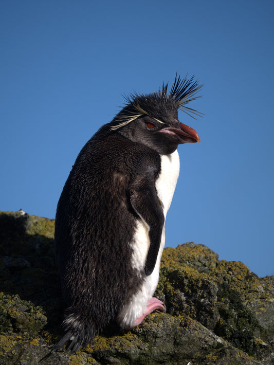 Born to Stand Out | Antarctica