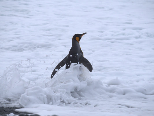 Breaking Through | Antarctica