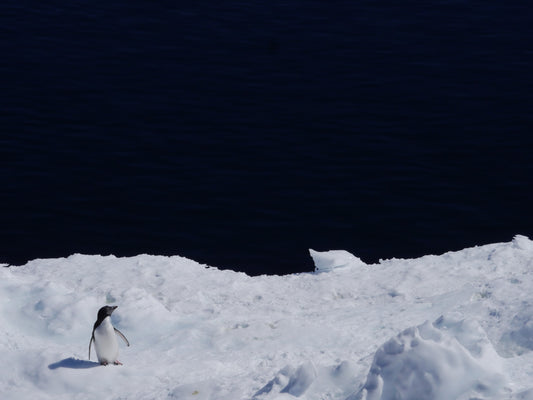 Edge of the Ice | Antarctica