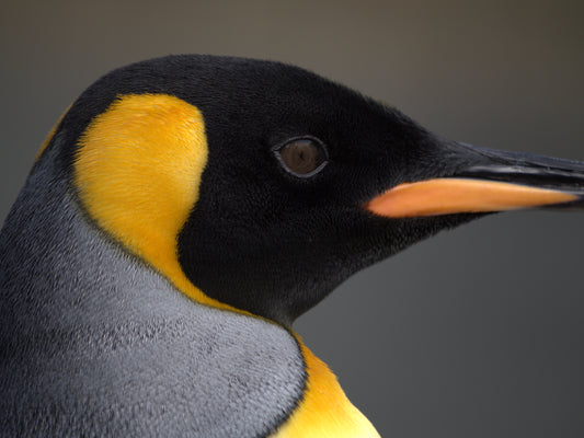 Faces of Antarctica | Antarctica