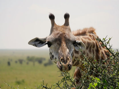 Serengeti Giraffe photo