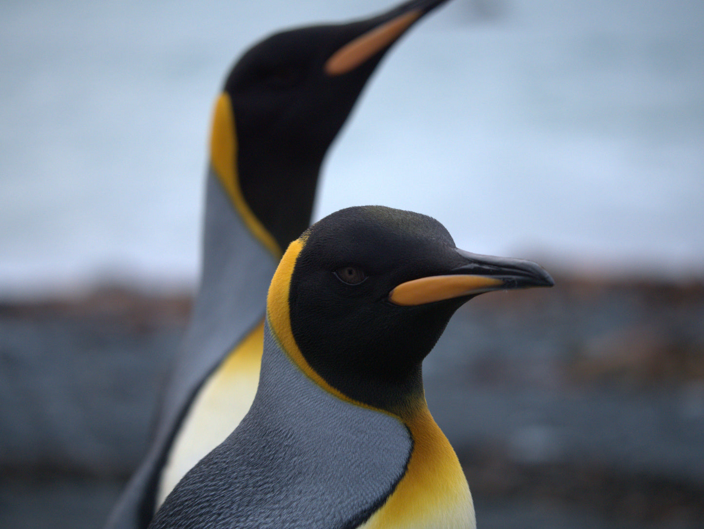 Golden Light | Antarctica