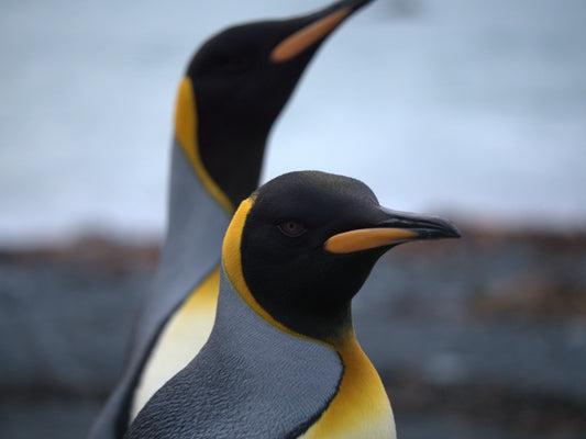 Golden Light | Antarctica