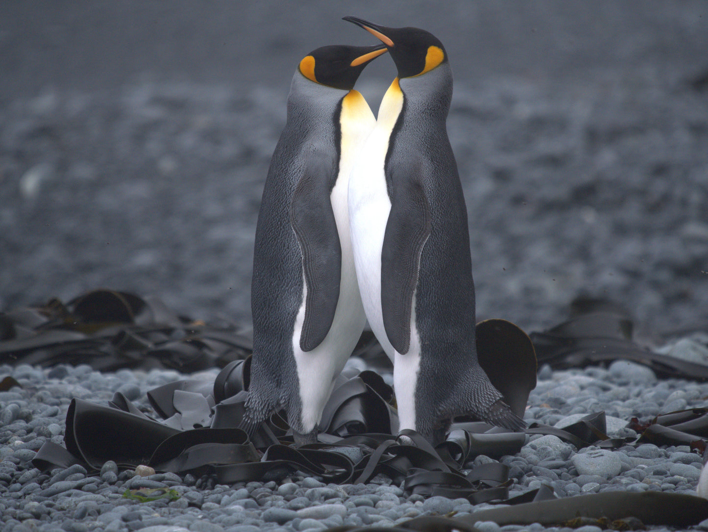 In Good Company | Antarctica