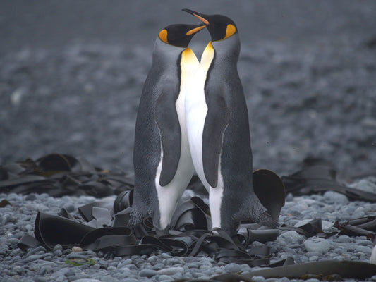 In Good Company | Antarctica