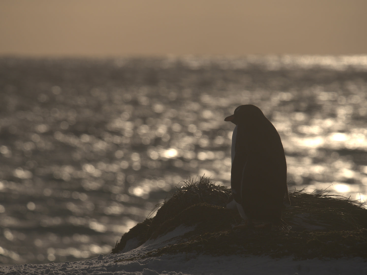 Last Light | Antarctica
