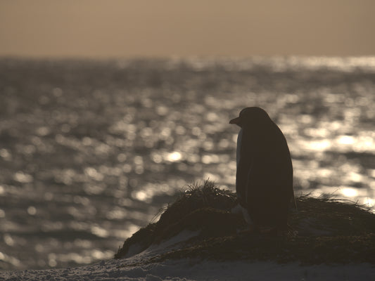 Last Light | Antarctica
