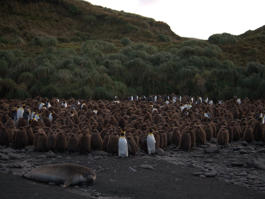 New Generations | Antarctica