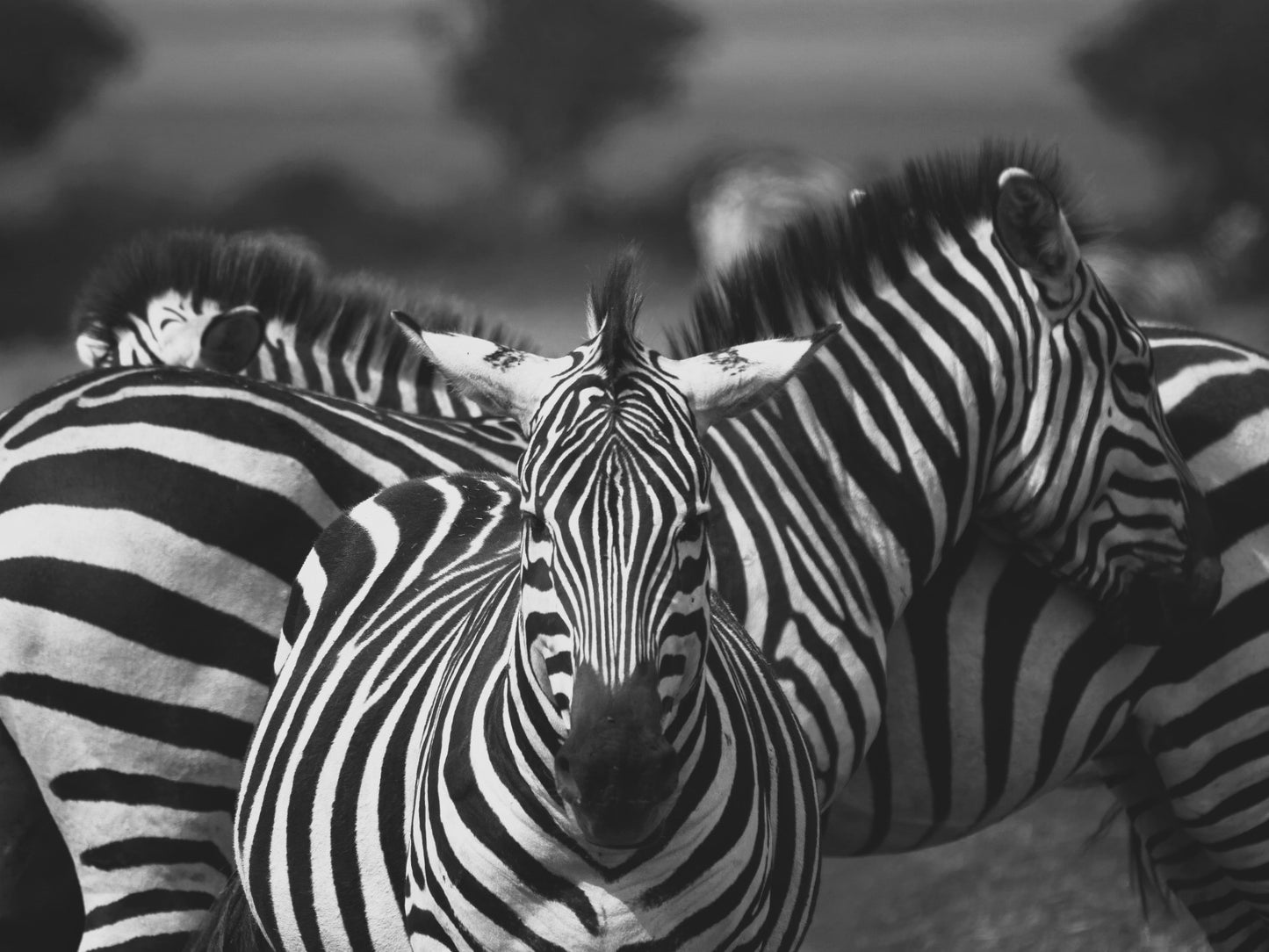 Zebra Crossing | Serengeti