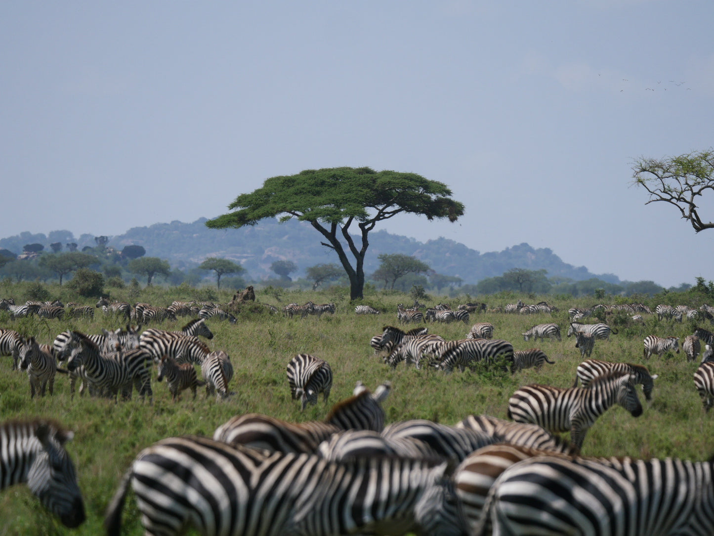 Safety in Numbers | Serengeti