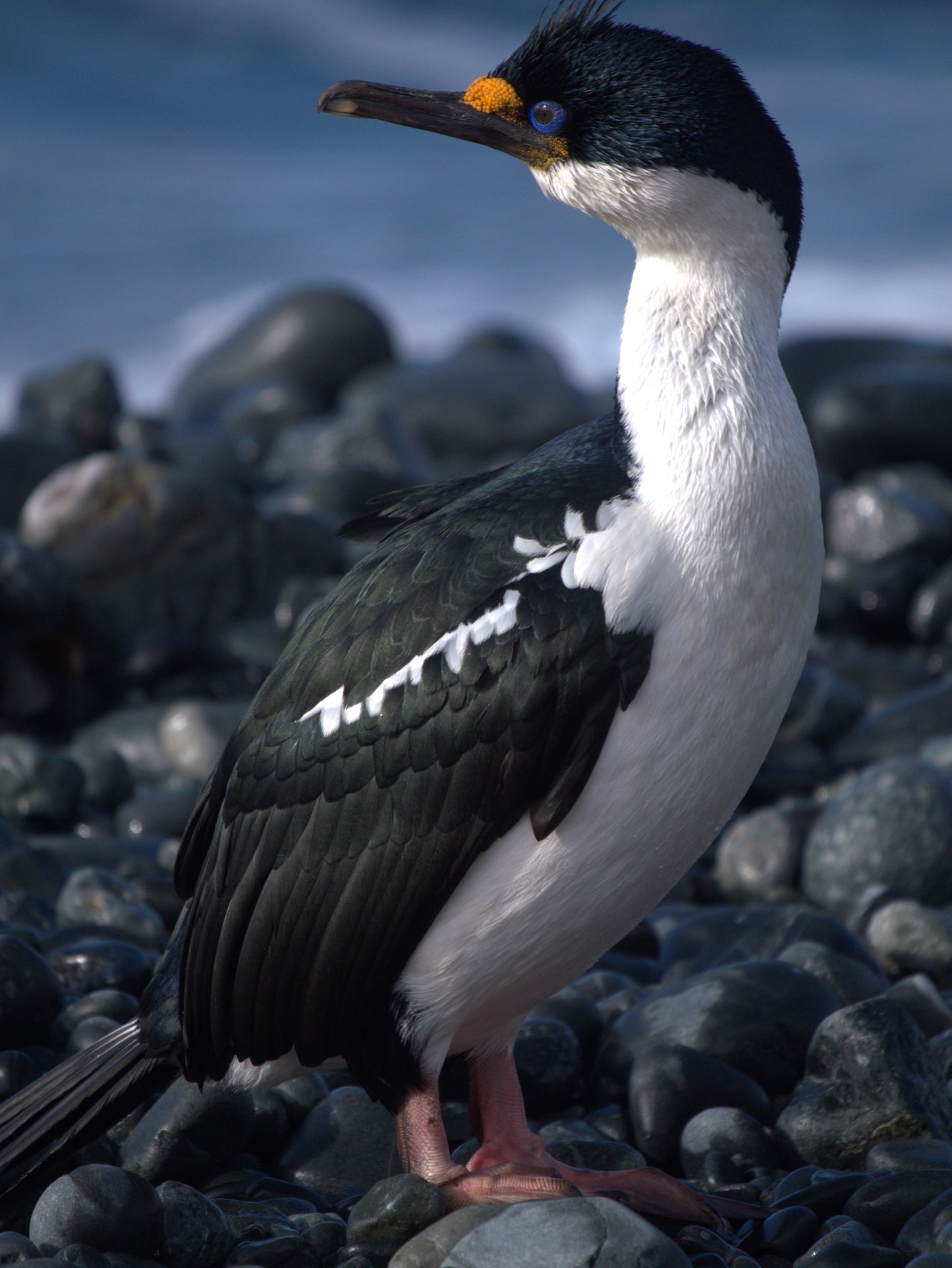 Poised Against the Sea | Antarctica