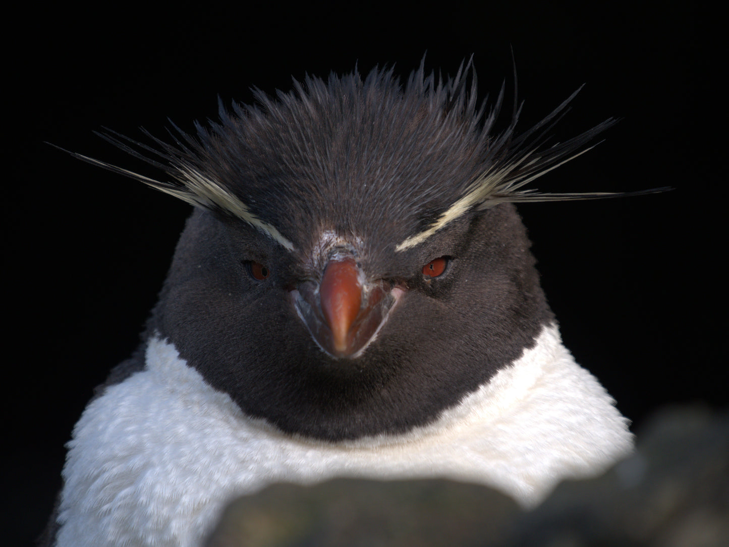 Bad Hair Day | Antarctica