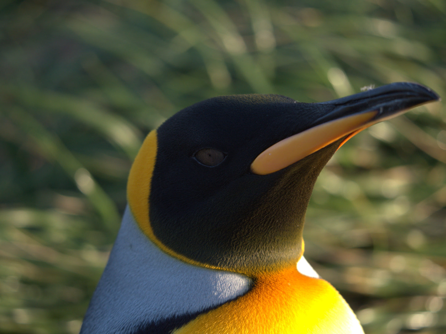 Royalty | Antarctica