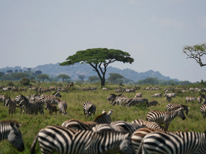 Great migration africa photos