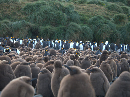 Stillness in Contrast | Antarctica