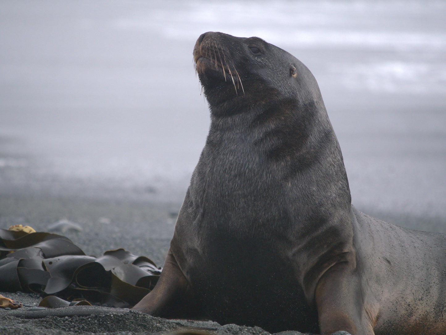The Boss | Antarctica