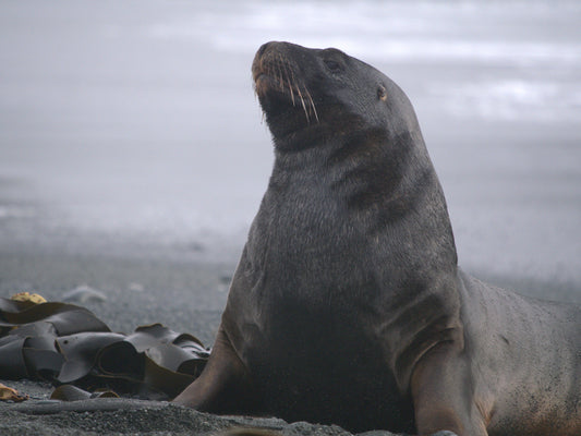 The Boss | Antarctica