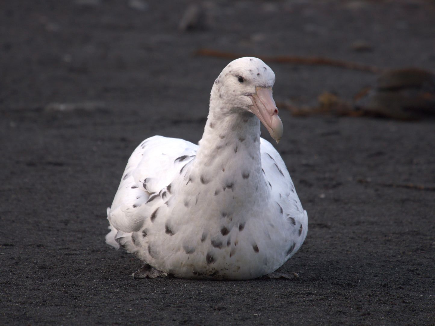The Visitor | Antarctica