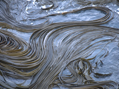 Tidal Lines | Antarctica