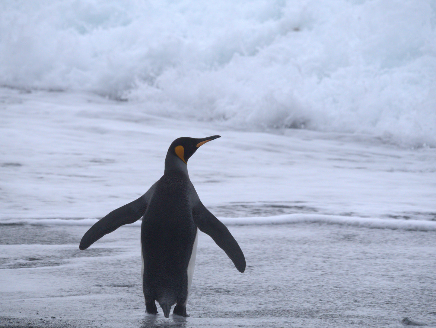 Towards the Sea | Antarctica