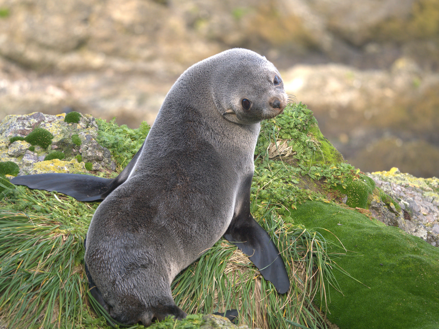 Wild at Heart | Antarctica