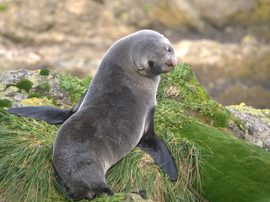 Wild at Heart | Antarctica