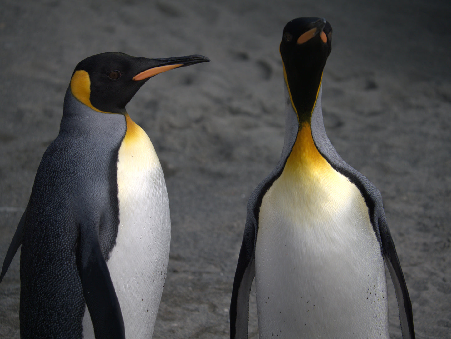 Winter Companions | Antarctica