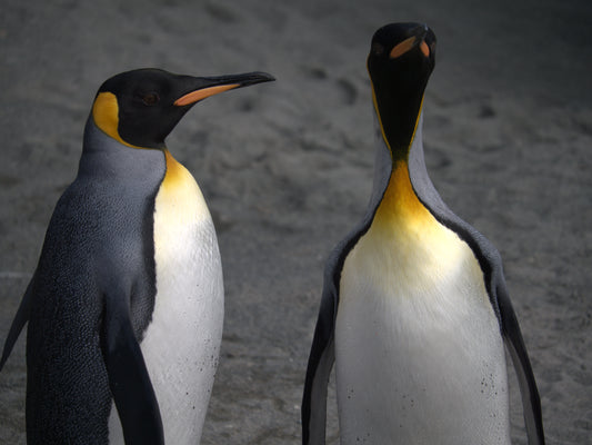 Winter Companions | Antarctica
